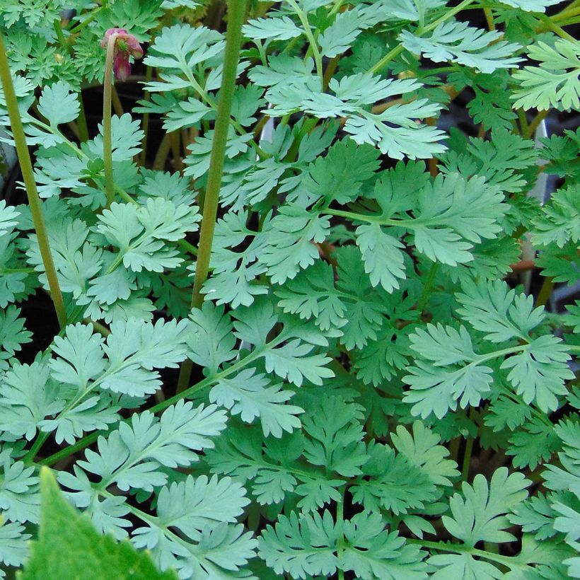 Dicentra King of Hearts (Foliage)