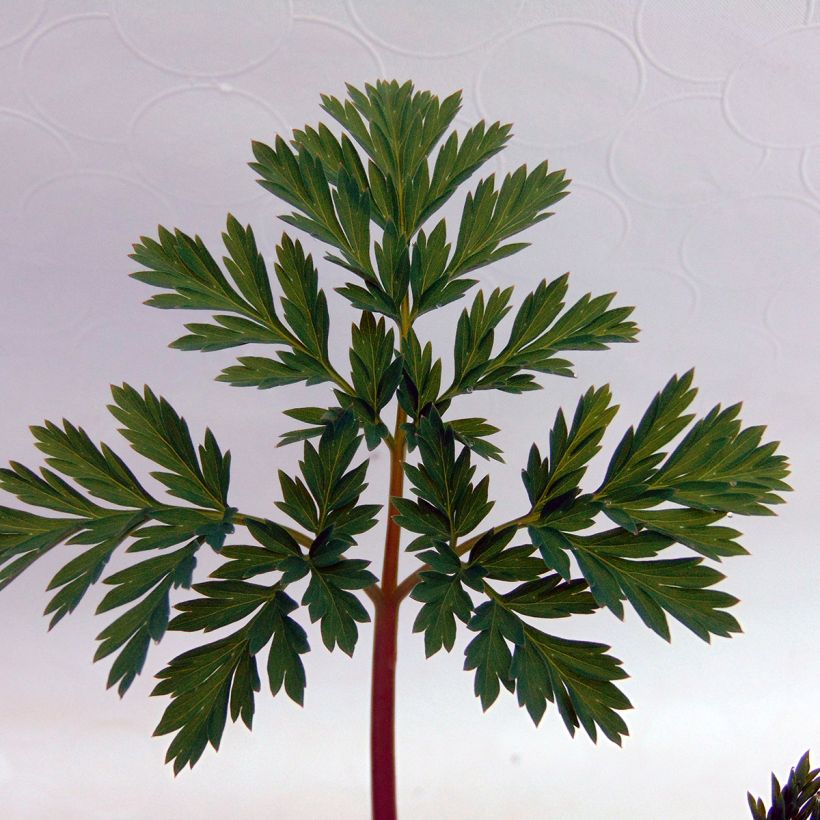 Dicentra Stuart Boothman (Foliage)