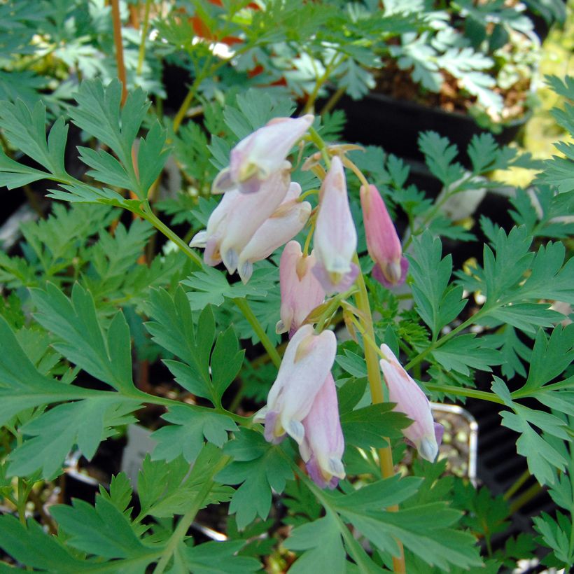 Dicentra Stuart Boothman (Flowering)