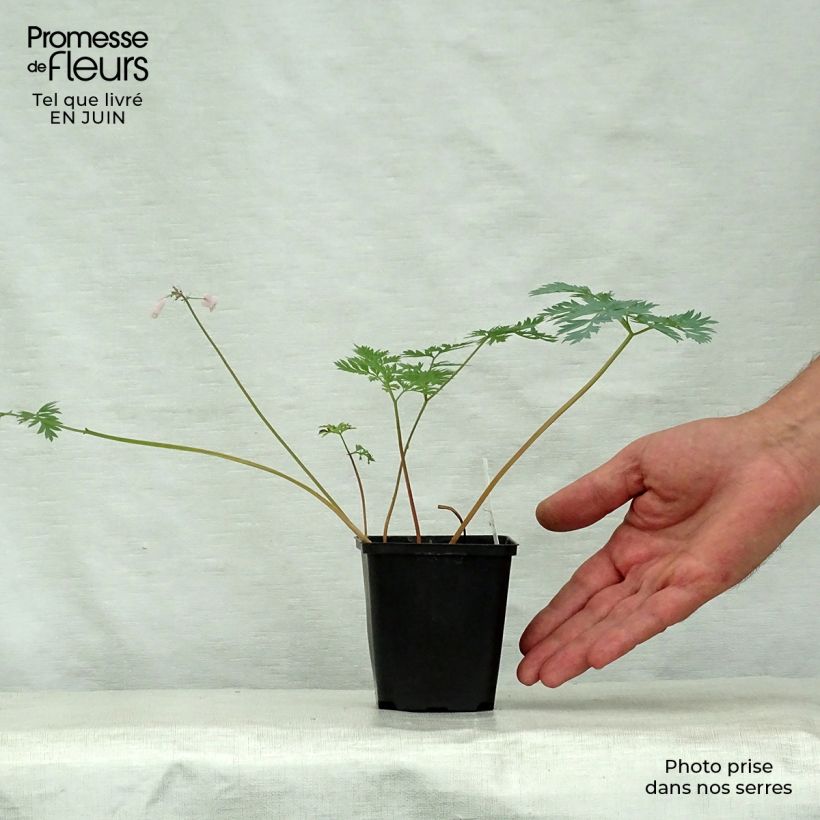 Dicentra Stuart Boothman 8/9 cm pot sample as delivered in summer