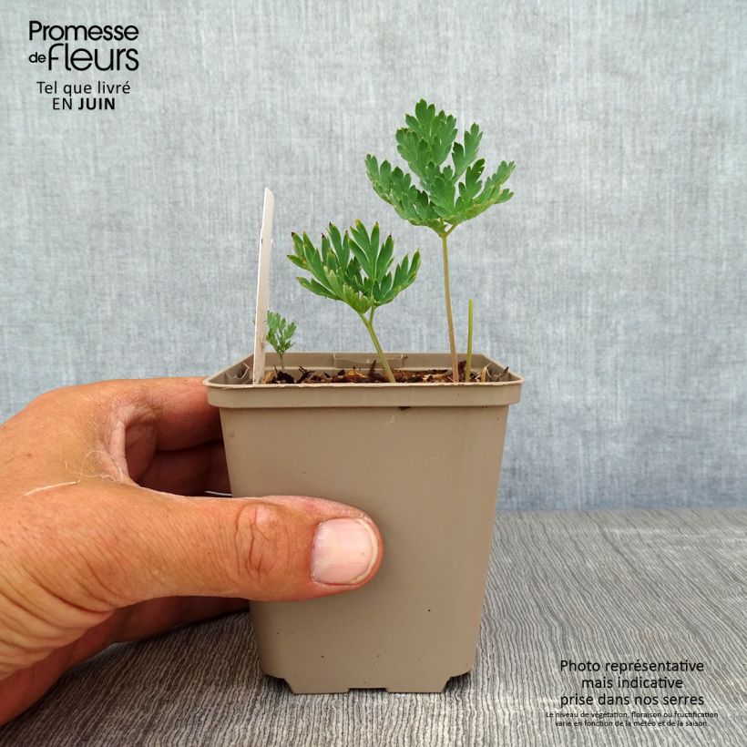 Dicentra formosa Aurora 8/9 cm pot sample as delivered in summer