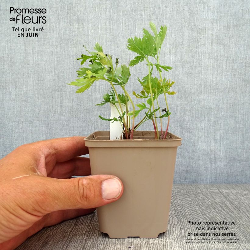 Dicentra formosa Bacchanal 8/9 cm pot sample as delivered in summer
