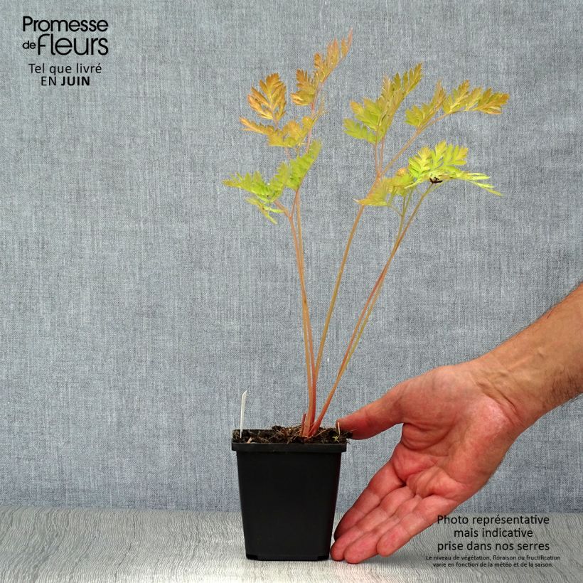 Dicentra formosa Luxuriant 8/9 cm pot sample as delivered in summer