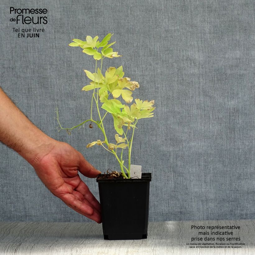 Dicentra spectabilis White Gold 8/9 cm pot sample as delivered in summer