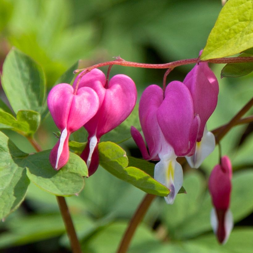 Dicentra spectabilis Yellow Leaf (Flowering)