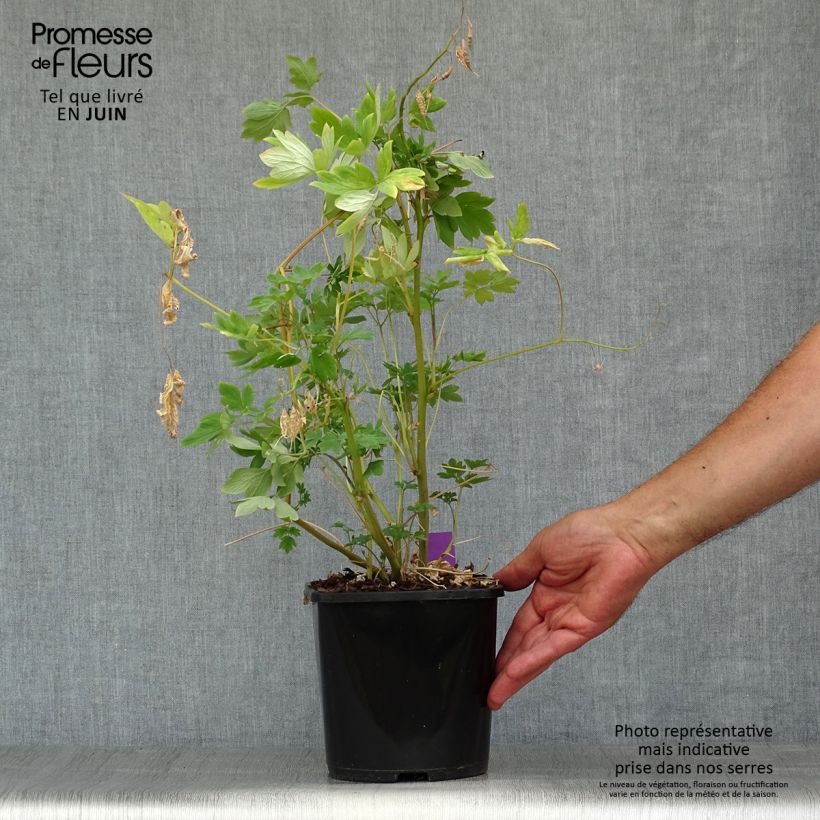 Dicentra spectabilis Yellow Leaf 3L/4L pot sample as delivered in summer