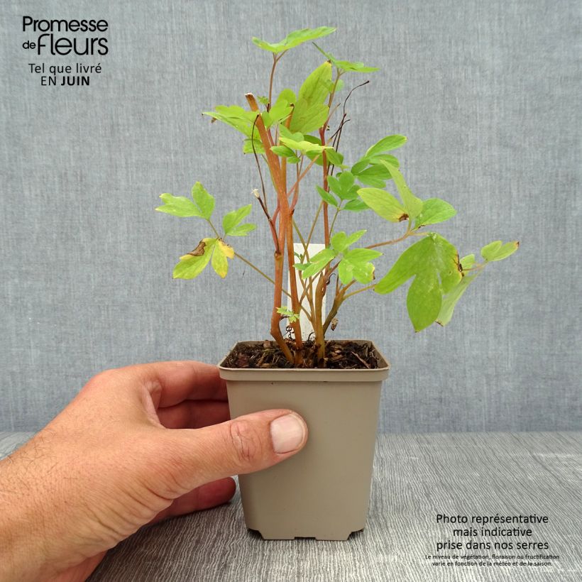 Dicentra spectabilis - Bleeding Heart 8/9 cm pot sample as delivered in summer