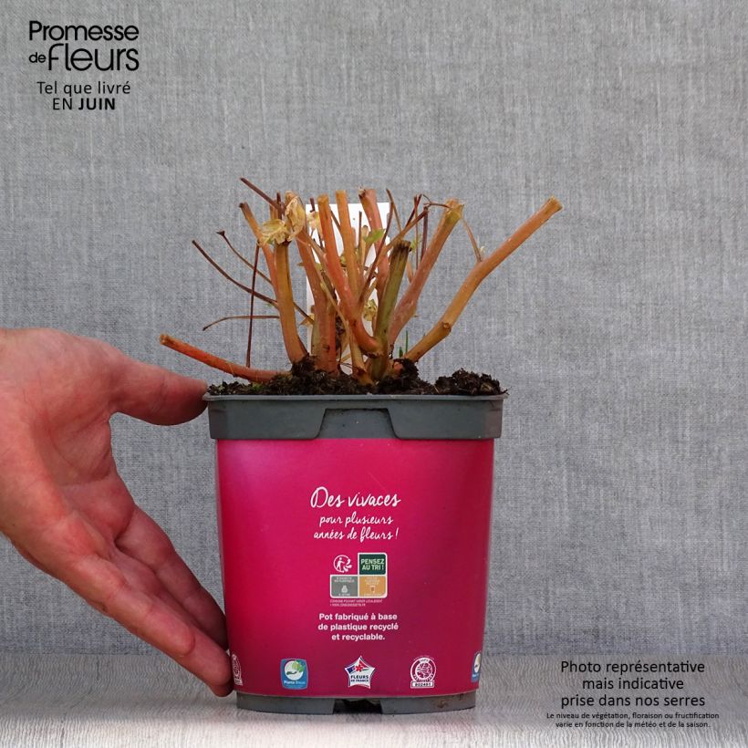 Dicentra spectabilis - Bleeding Heart 2L/3L pot sample as delivered in summer