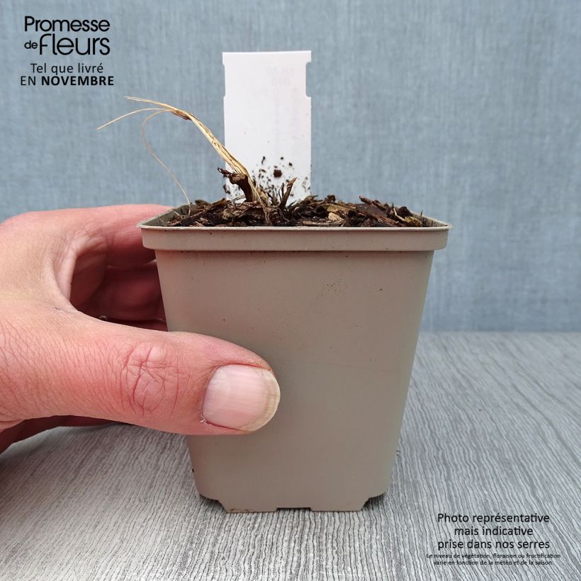 Dicentra spectabilis Goldheart 10cm/11cm pot sample as delivered in autumn