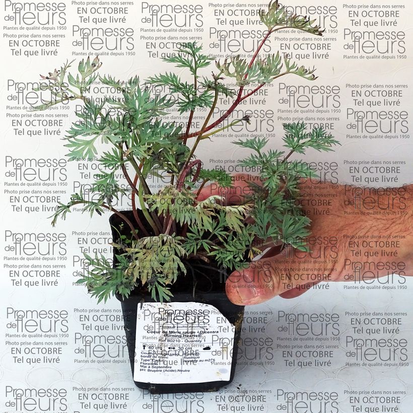 Example of Dicentra Burning Hearts 8/9 cm pot specimen as delivered