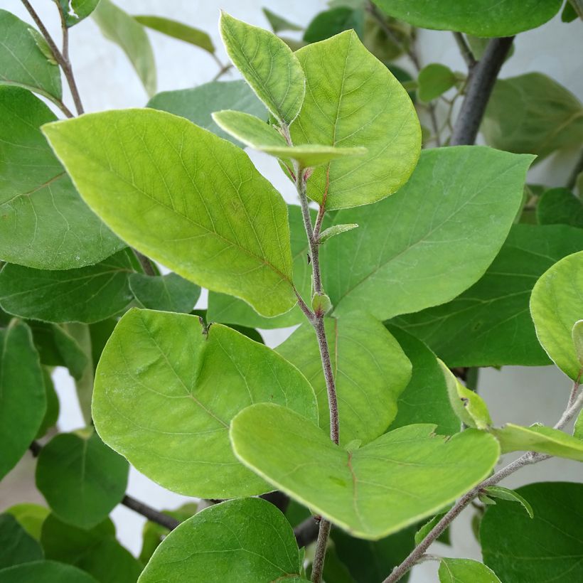 Quince Champion - Cydonia oblonga (Foliage)