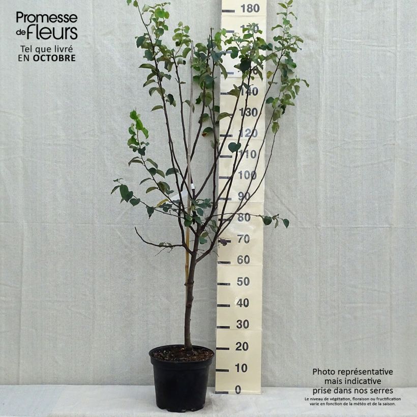 Quince Champion - Cydonia oblonga 7.5L/10L pot, Goblet sample as delivered in autumn