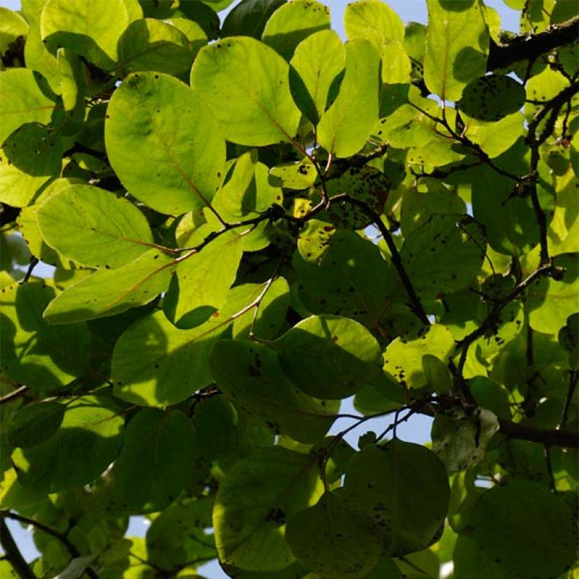 Cydonia oblonga Vranja (Foliage)