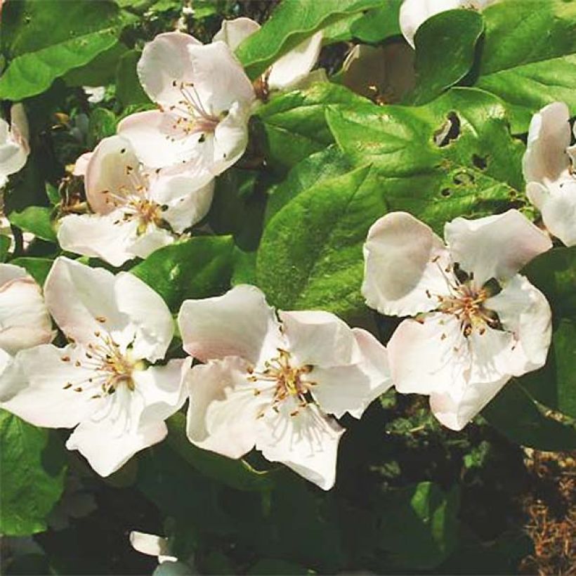 Cydonia oblonga Vranja (Flowering)