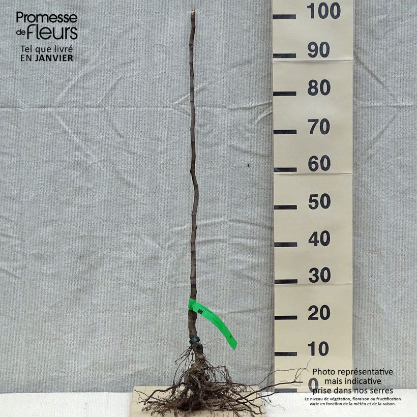 Organic Quince Monstrueux de Vranja - Cydonia oblonga Bare root, Scion 90/120cm sample as delivered in winter