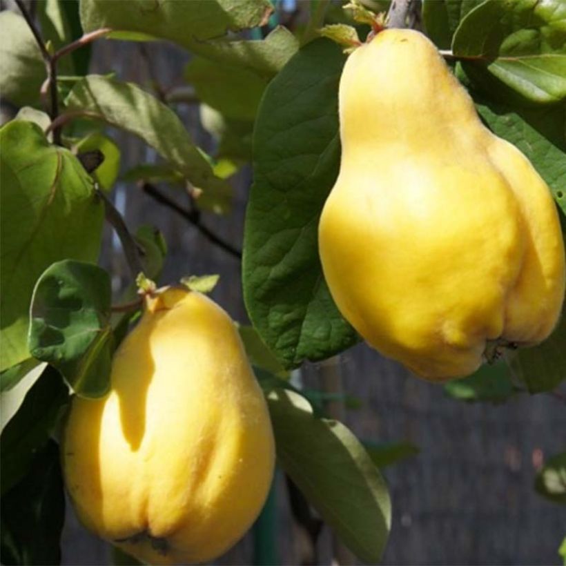 Organic Quince Monstrueux de Vranja - Cydonia oblonga (Harvest)