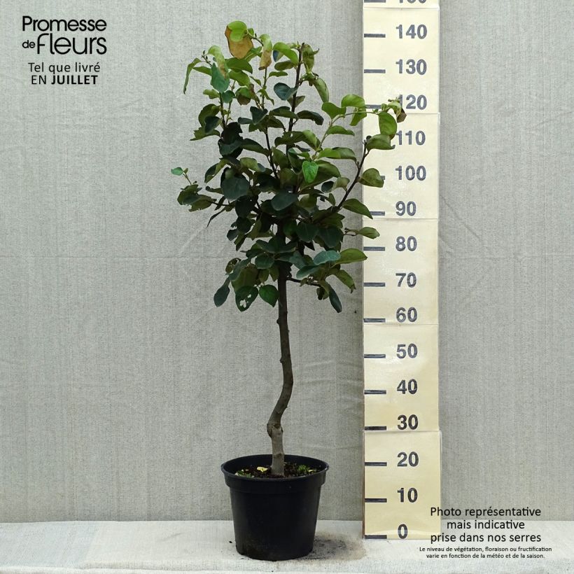 Cydonia oblonga Vranja 7.5L/10L pot, Goblet sample as delivered in summer