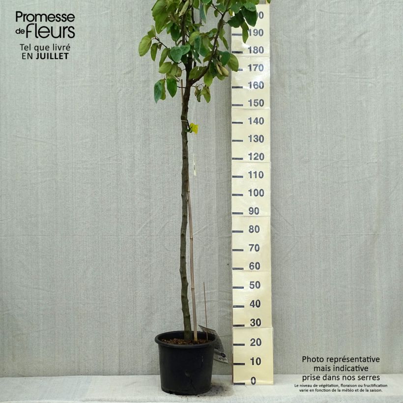 Cydonia oblonga Vranja 7.5L/10L pot, Half standard sample as delivered in summer