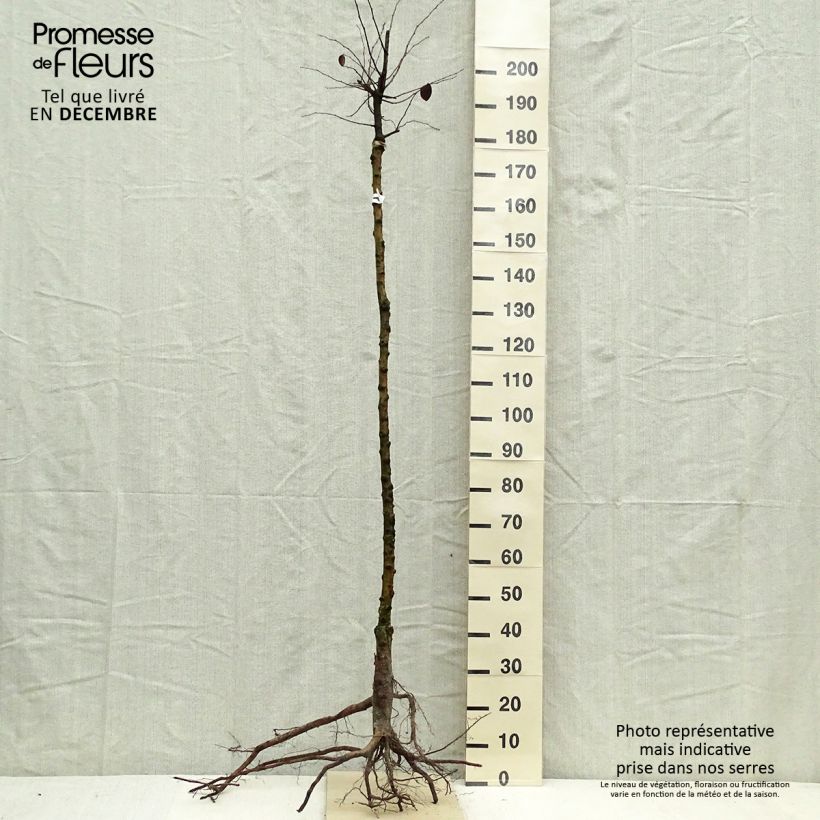 Common Quince - Cydonia oblonga Bare root, Half standard sample as delivered in winter