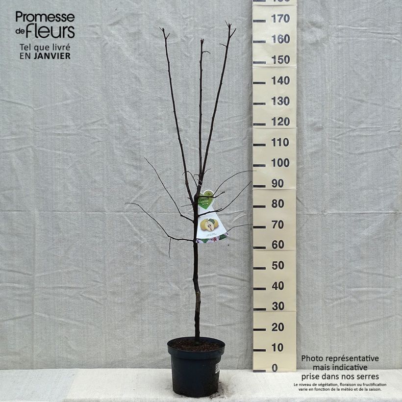 Common Quince Vranja - Cydonia oblonga 7.5L/10L pot sample as delivered in winter