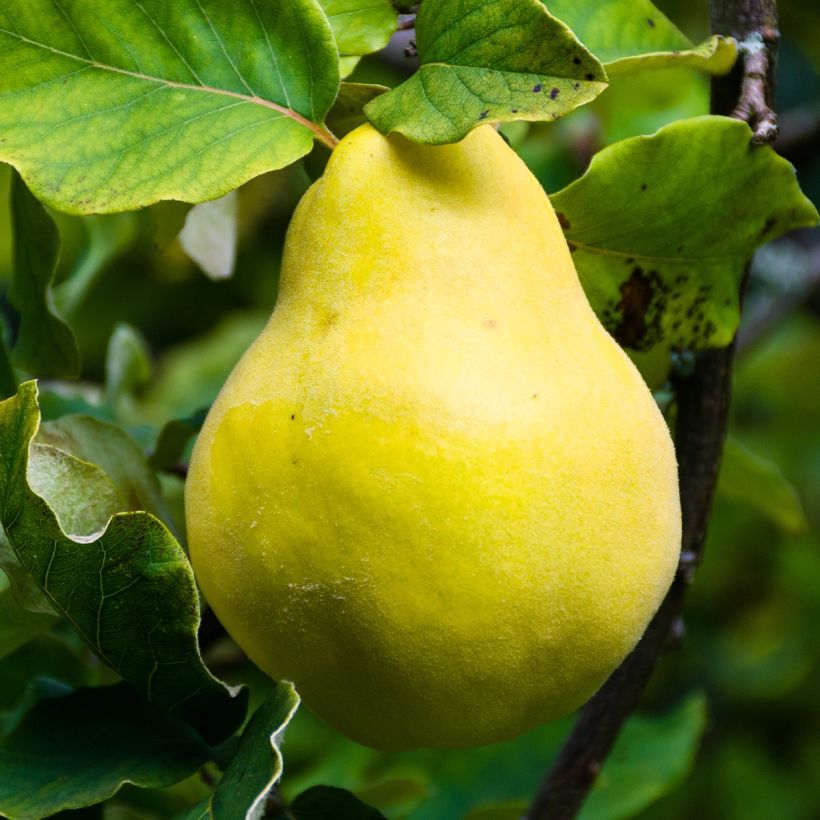 Common Quince - Cydonia oblonga (Harvest)