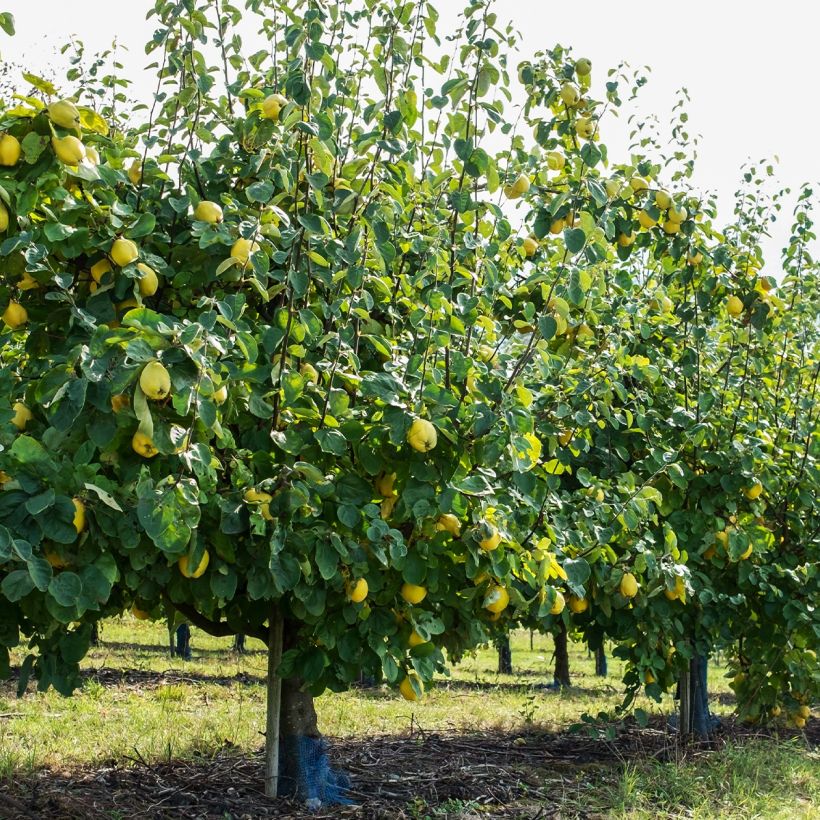 Common Quince - Cydonia oblonga (Plant habit)