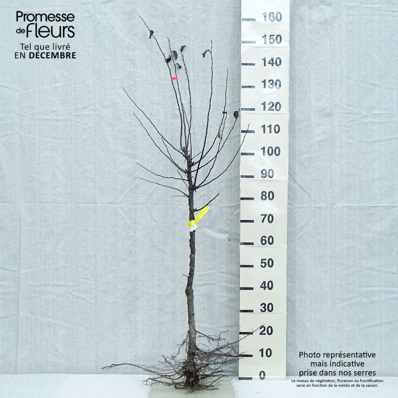 Common Quince - Cydonia oblonga Bare root, Goblet sample as delivered in winter