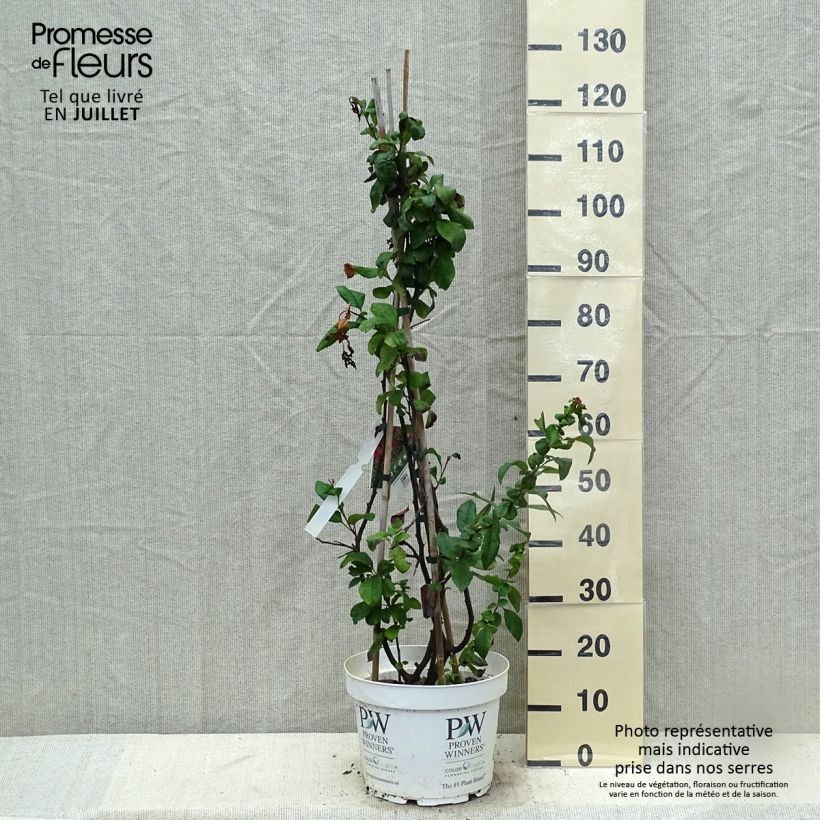 Chaenomeles speciosa Mango Storm - Flowering Quince 7.5L/10L pot sample as delivered in summer