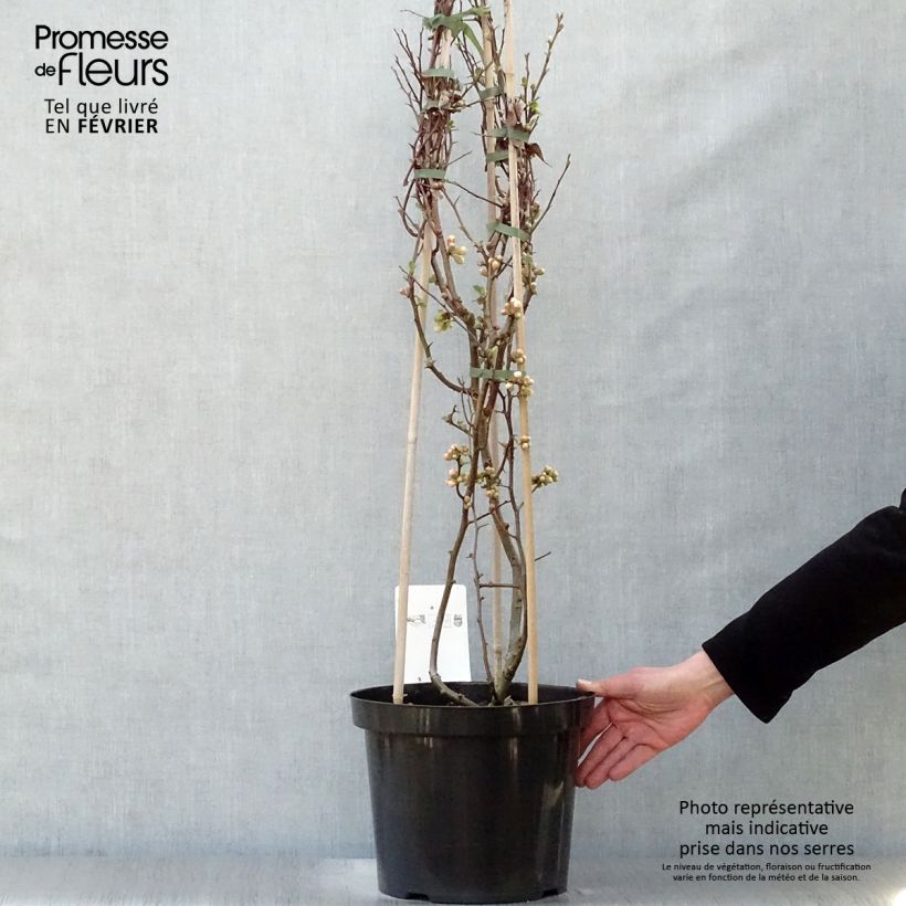 Chaenomeles speciosa Toyo-Nishiki - Flowering Quince 7.5L/10L pot sample as delivered in winter