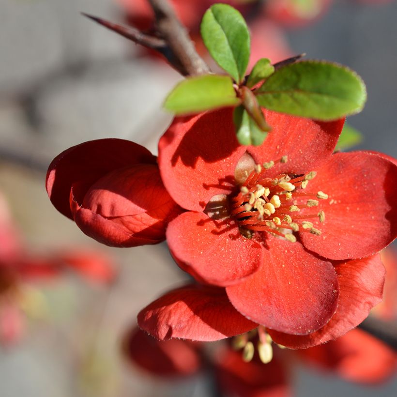 Chaenomeles superba Hollandia - Flowering Quince (Flowering)