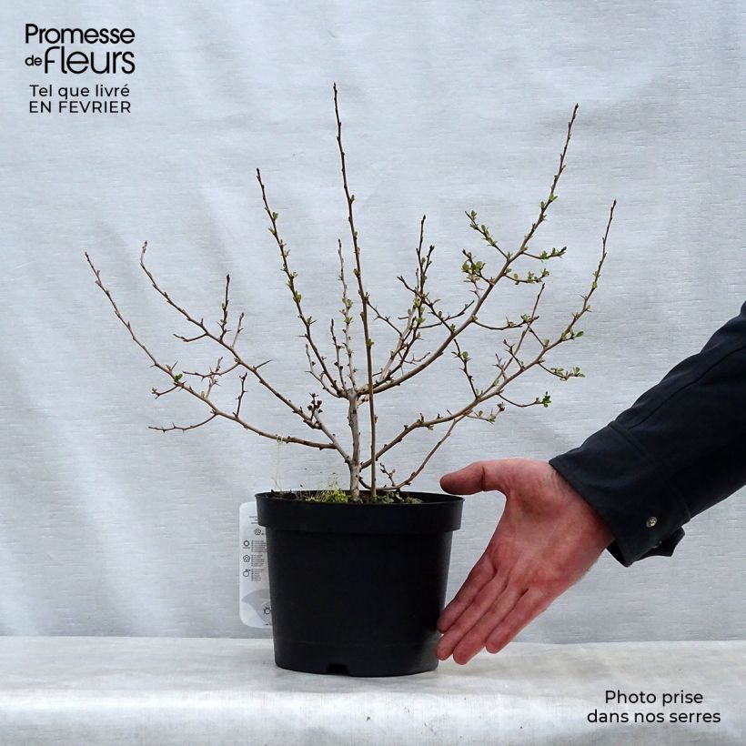 Chaenomeles speciosa Fire dance - Flowering Quince 2L/3L pot sample as delivered in winter