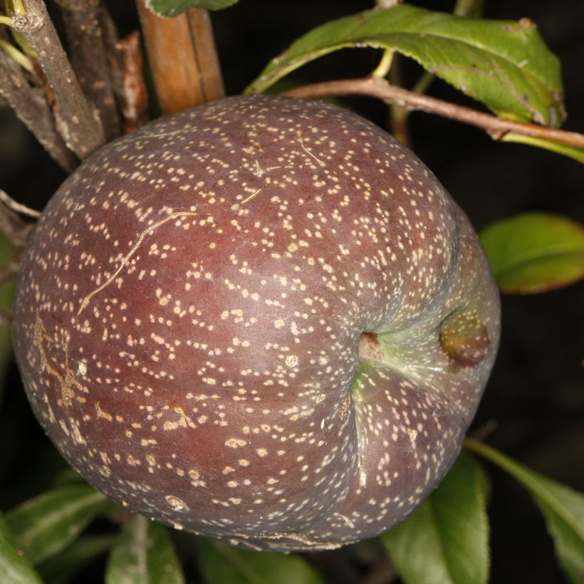 Chaenomeles speciosa Flocon Rose - Flowering Quince (Harvest)