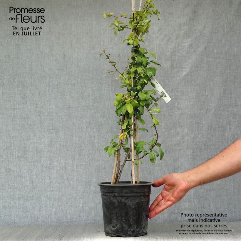 Chaenomeles speciosa Hot Fire - Flowering Quince 4L/5L pot sample as delivered in summer