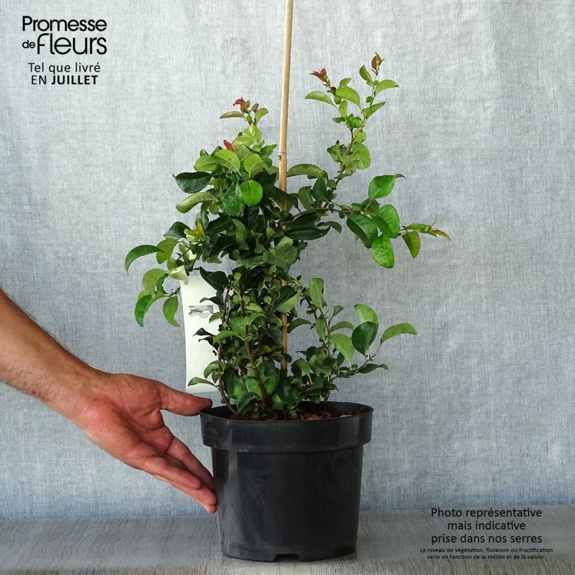 Chaenomeles superba Jet Trail - Flowering Quince 3L/4L pot sample as delivered in summer