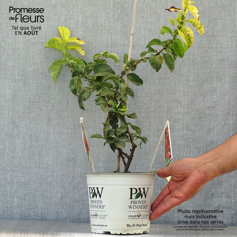 Chaenomeles speciosa Orange Storm - Flowering Quince 2L/3L pot sample as delivered in summer