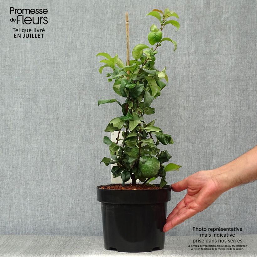 Chaenomeles superba Pink Lady - Flowering Quince 2L/3L pot sample as delivered in summer