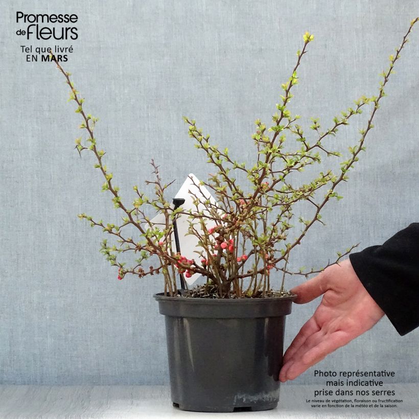 Chaenomeles superba Red Joy - Flowering Quince sample as delivered in spring