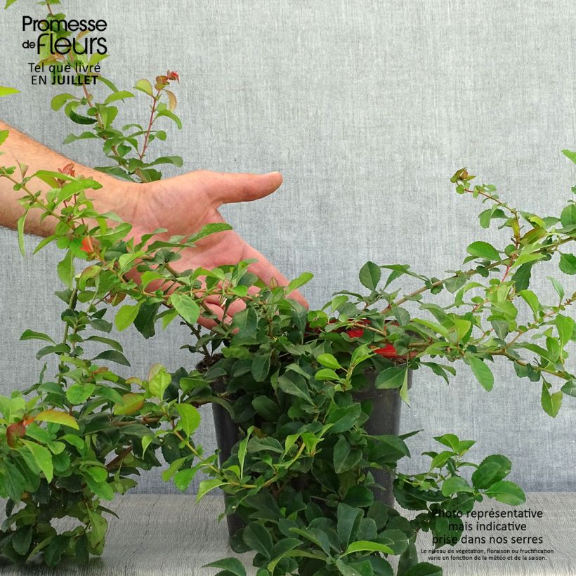 Chaenomeles japonica Sargentii - Flowering Quince 3L/4L pot sample as delivered in summer