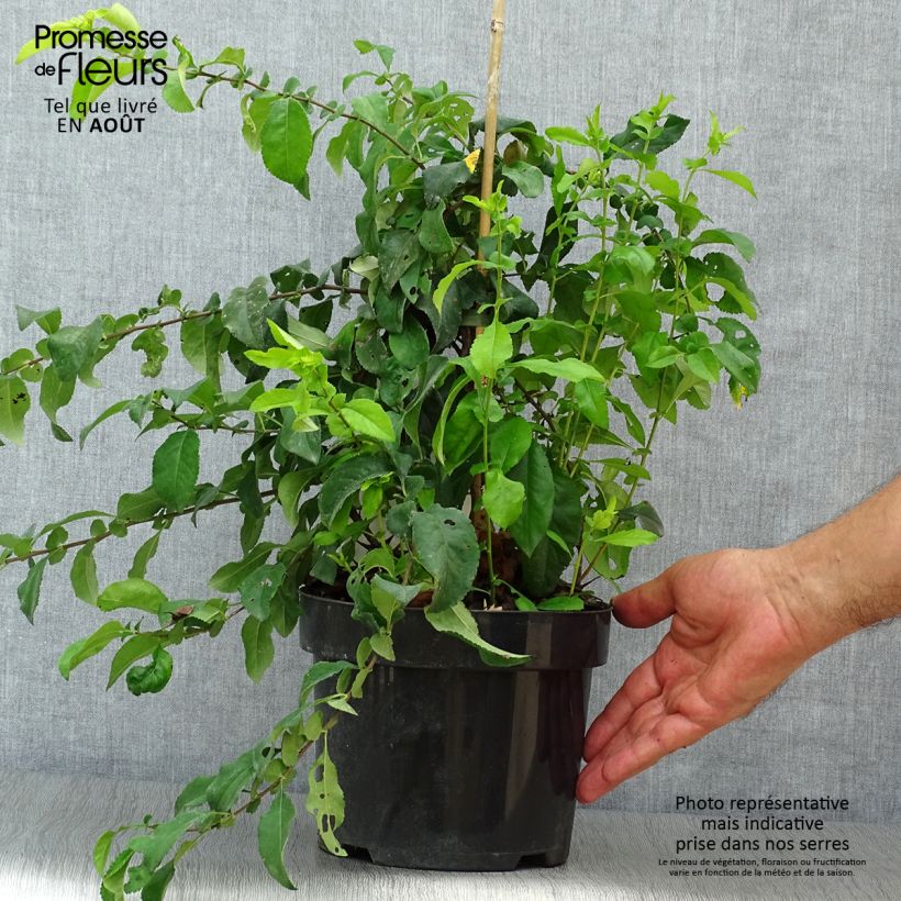 Chaenomeles speciosa Yukigoten - Flowering Quince 3L/4L pot sample as delivered in summer