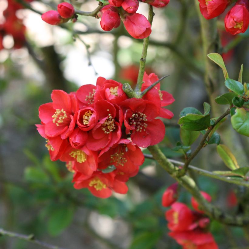 Chaenomeles speciosa Fire dance - Flowering Quince (Flowering)