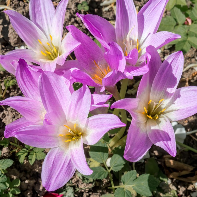 Colchicum speciosum (Flowering)