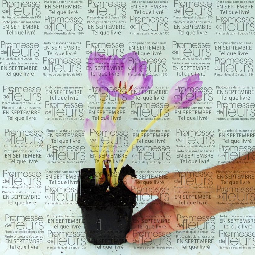 Example of Colchicum Autumnale Major - Autumn crocus 8/9 cm pot specimen as delivered