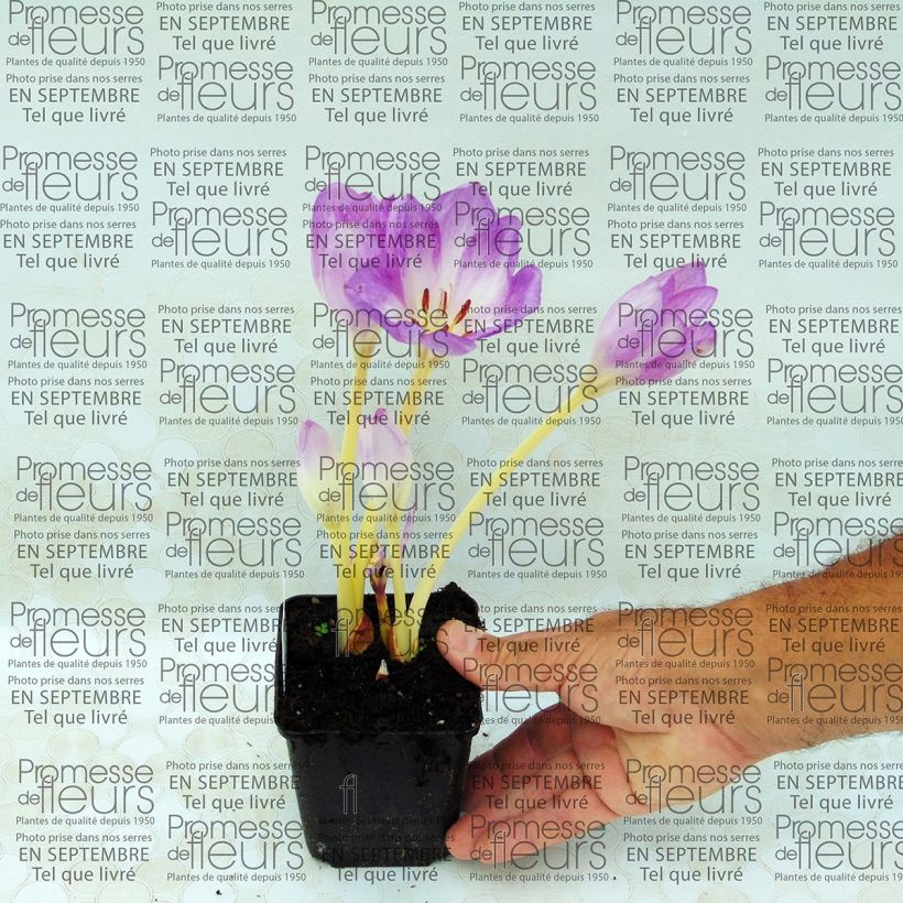 Example of Colchicum Autumnale Major - Autumn crocus specimen as delivered