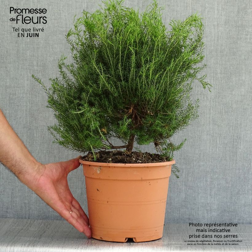 Coleonema pulchrum 4L/5L pot sample as delivered in summer