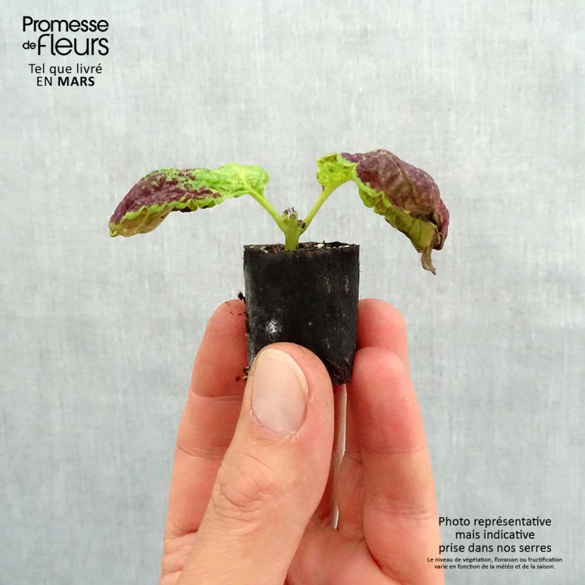 Solenostemon Copinto Bloody Mary Plug plant 3/4cm sample as delivered in spring