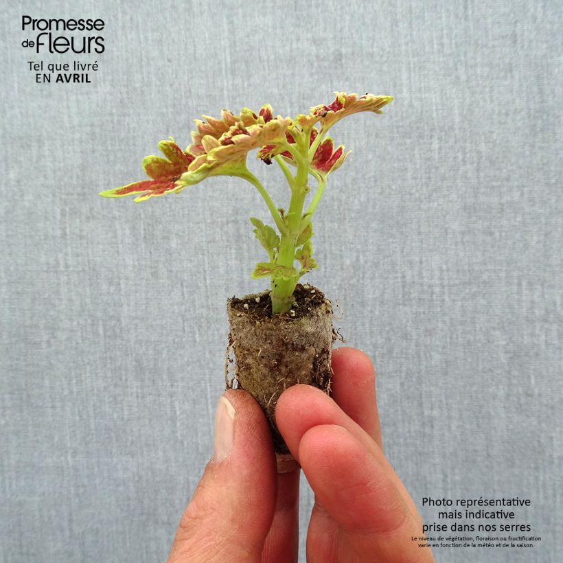 Solenostemon Copinto Cuba Libre Plug plant 3/4cm sample as delivered in spring