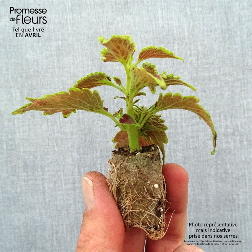 Solenostemon Copinto Daiquiri Plug plant 3/4cm sample as delivered in spring