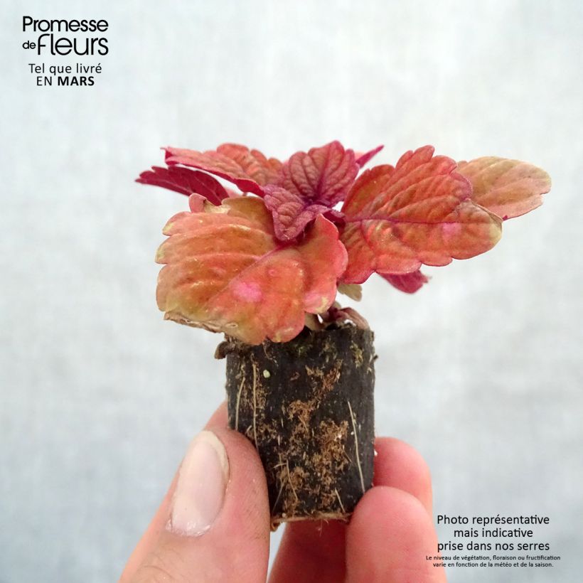 Solenostemon Copinto Long Island Ice Tea Plug plant 3/4cm sample as delivered in spring