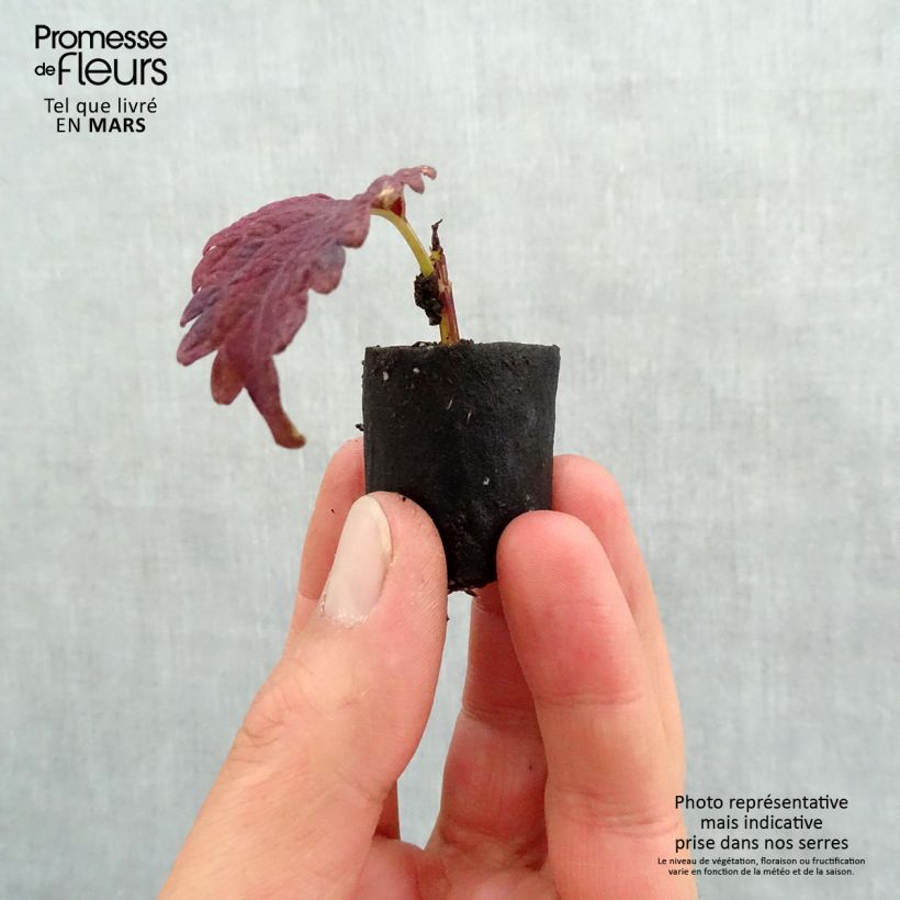 Solenostemon Copinto Sangria Plug plant 3/4cm sample as delivered in spring
