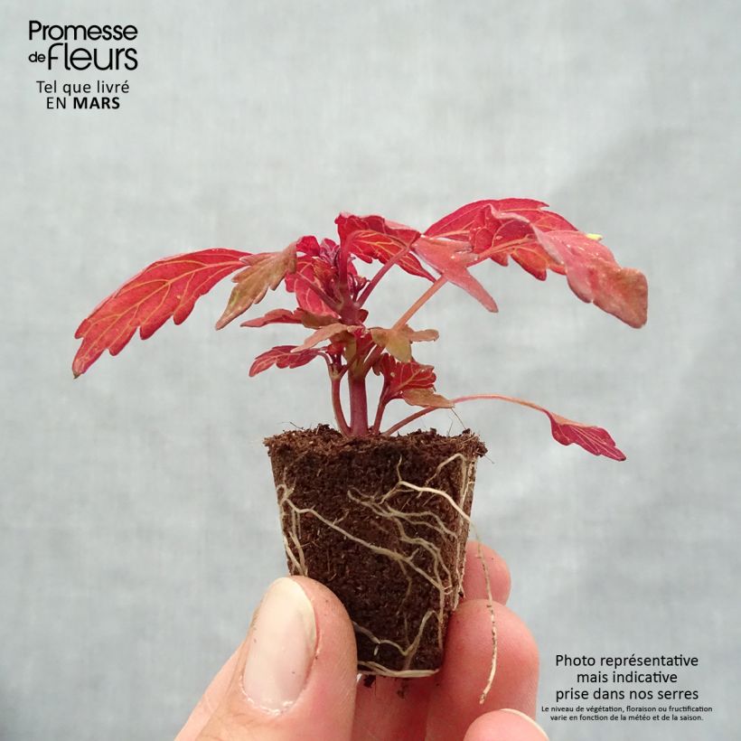 Solenostemon FlameThrower Habanero Plug plant 3/4cm sample as delivered in spring